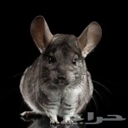 مطلوب شانشيلا للبيع 0