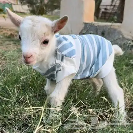 الماعز القزم جدا ماعز قزم حقيقي الحجم مفاجاة صغير جدا 0