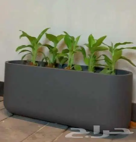 احواض زرع جملة ومراكن كبيرة للأشجار الرياض 21