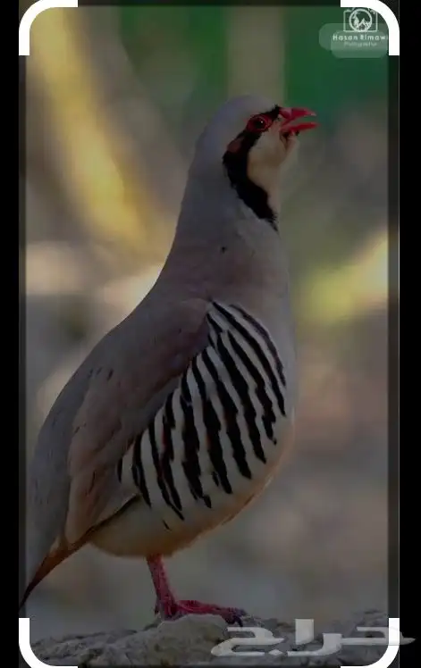 توفر فقاسات خاصه لشراكه لانتاج الطيور البريه 0