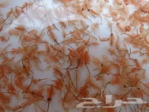 ارتيميا غذاء الأسماك 0