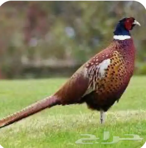 توفر فقاسات خاصه لشراكه لانتاج الطيور البريه 2