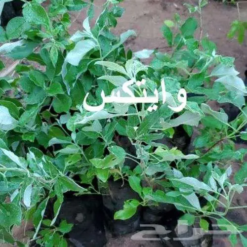 مشتل لين ... عرض خاص بمناسبة الافتتاح 8