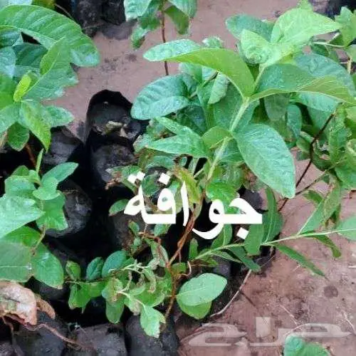 مشتل لين ... عرض خاص بمناسبة الافتتاح 1