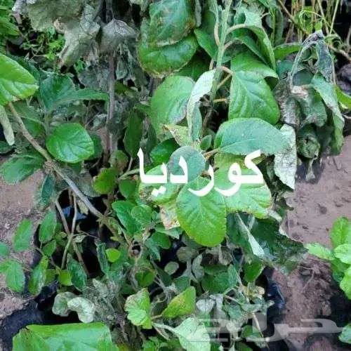 مشتل لين ... عرض خاص بمناسبة الافتتاح 6