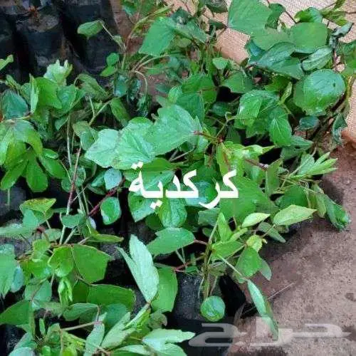 مشتل لين ... عرض خاص بمناسبة الافتتاح 13