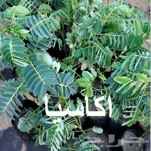 مشتل لين ... عرض خاص بمناسبة الافتتاح 5