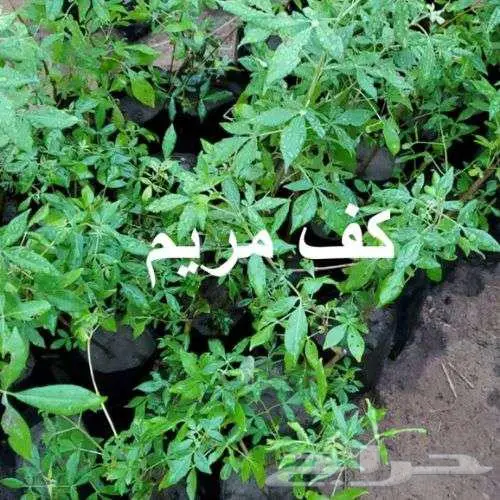 مشتل لين ... عرض خاص بمناسبة الافتتاح 11