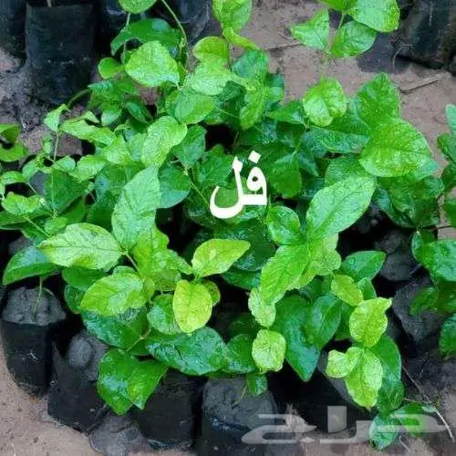 مشتل لين ... عرض خاص بمناسبة الافتتاح 0