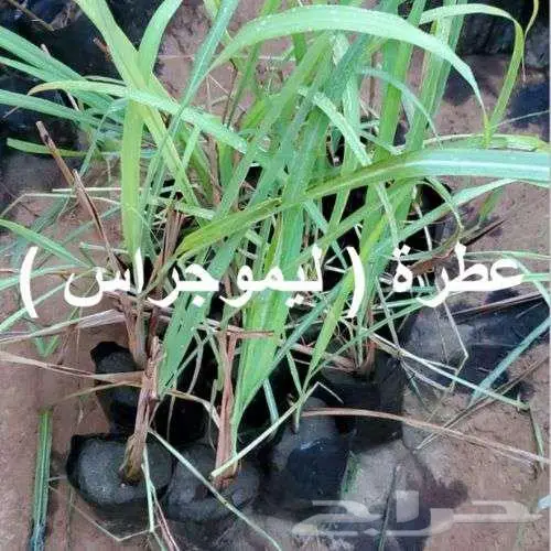 مشتل لين ... عرض خاص بمناسبة الافتتاح 10