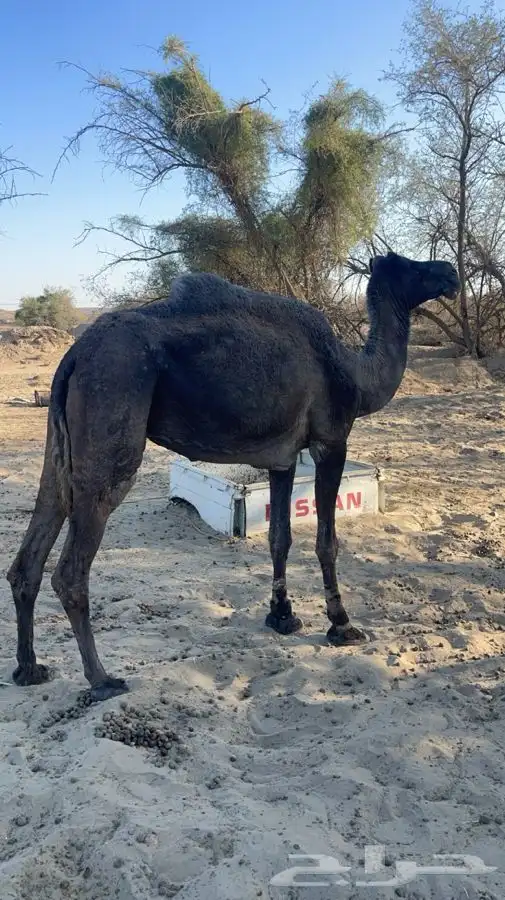 للبيع لقحه الطيبه 0