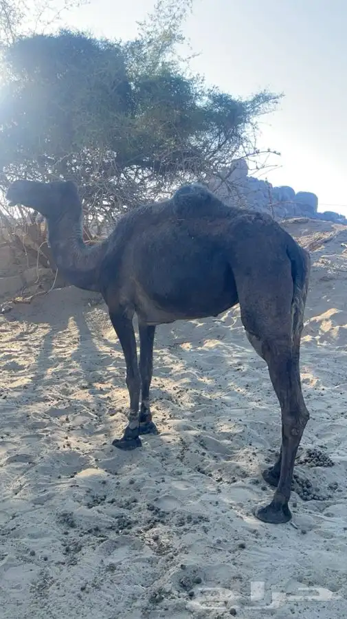 للبيع لقحه الطيبه 1