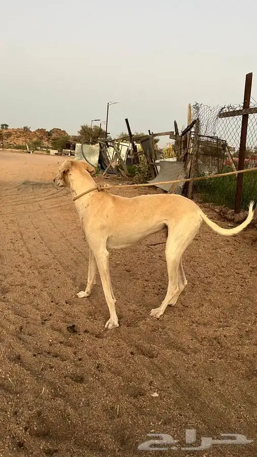 ذيخ عربي للبدل يعرف كل شي 0