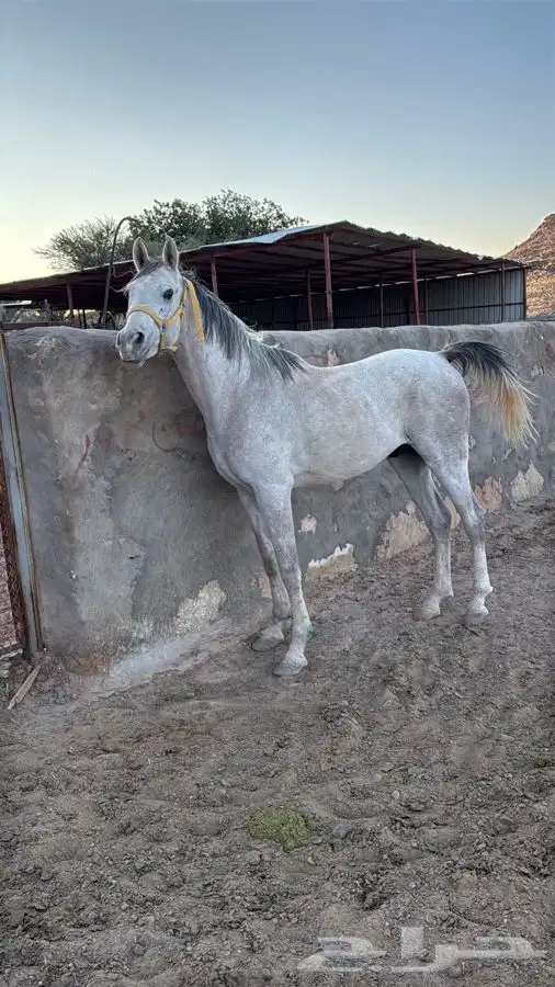 حصان شعبي حار 1