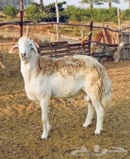 فحل حري من غنم الصياد 2