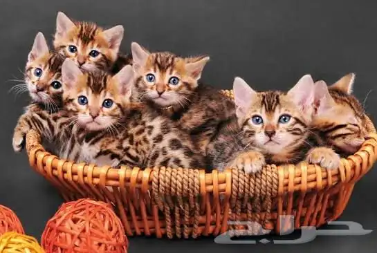 قطط بنغال جاهزين للاستلام للبيع 2
