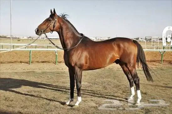 عسف تركيب حد وه وتقليم 0