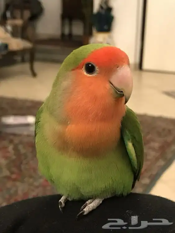 اتبنى اي نوع من انواع الطيور 0