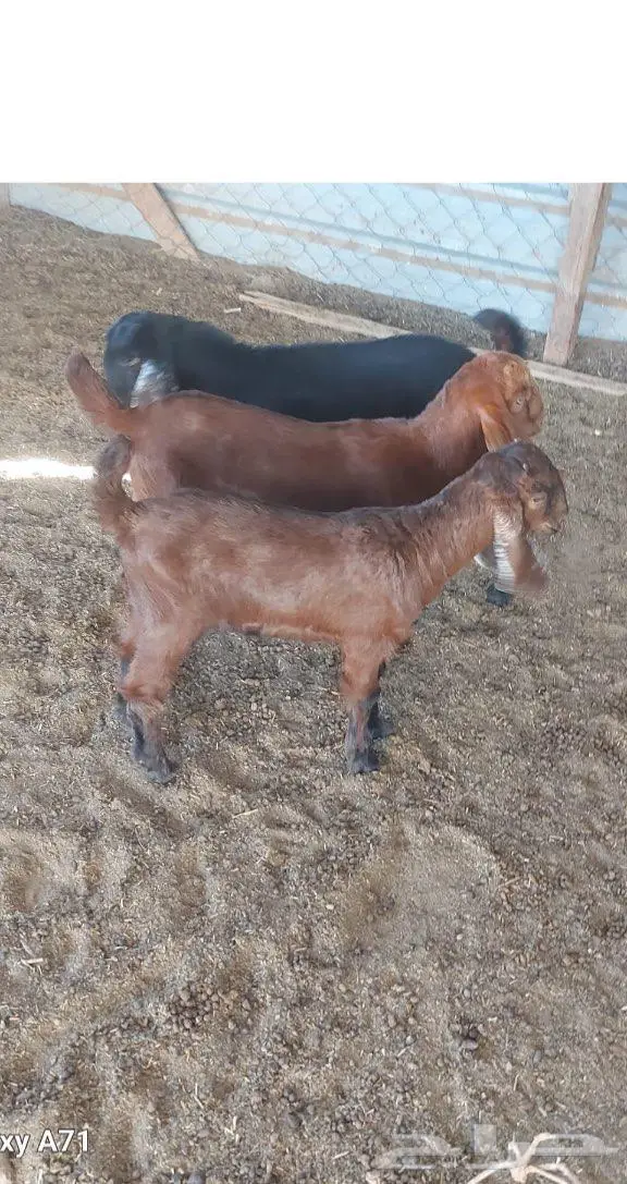 ثلاث جفار شهر ونص 0