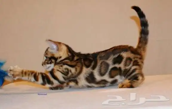 قطط بنغال جاهزين للاستلام للبيع 4
