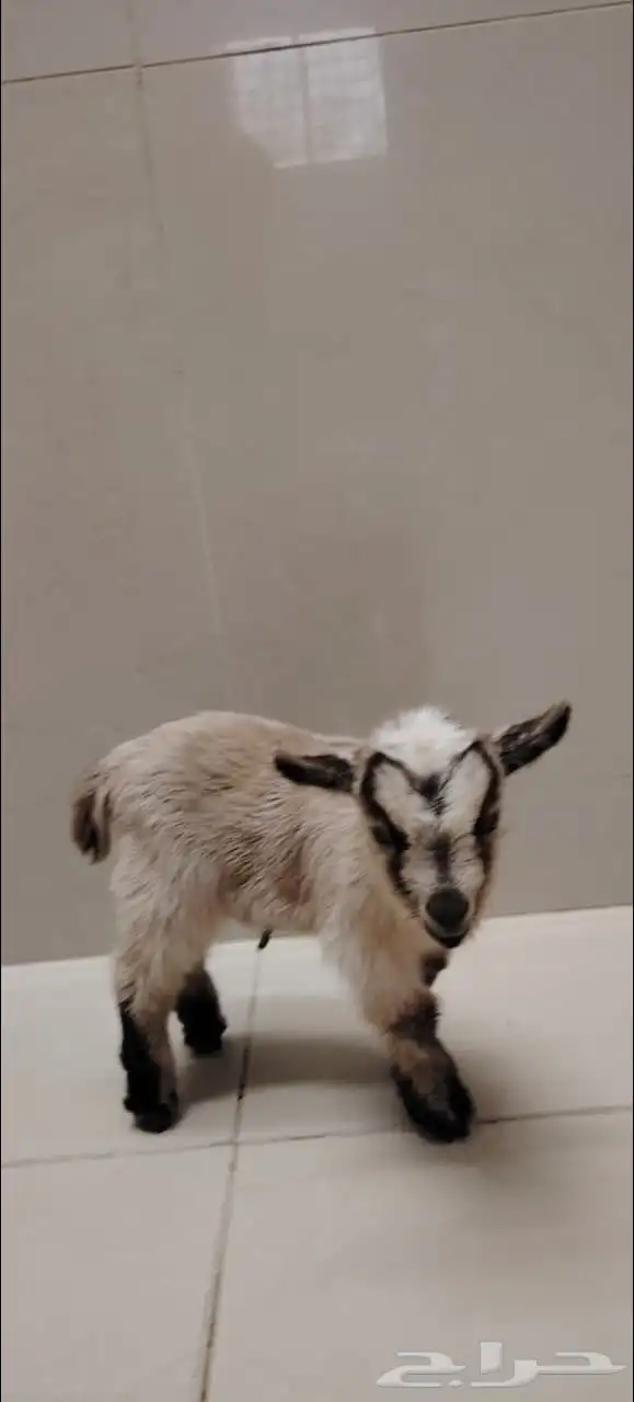 تيس قزمي للأطفال 1