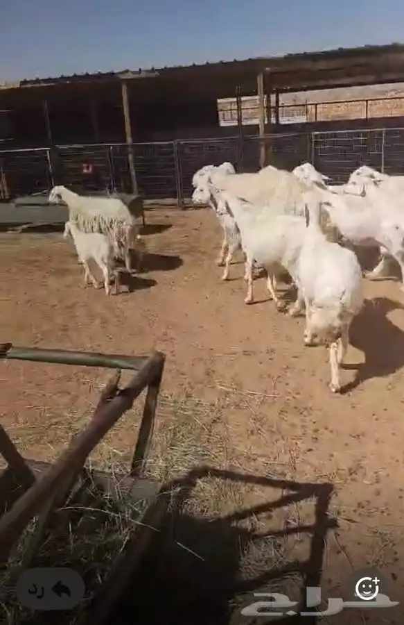 حريات للبيع 0