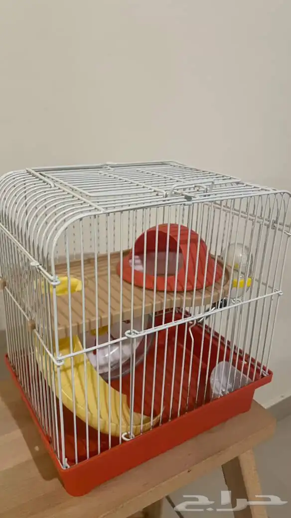 هامستر للبيع 1