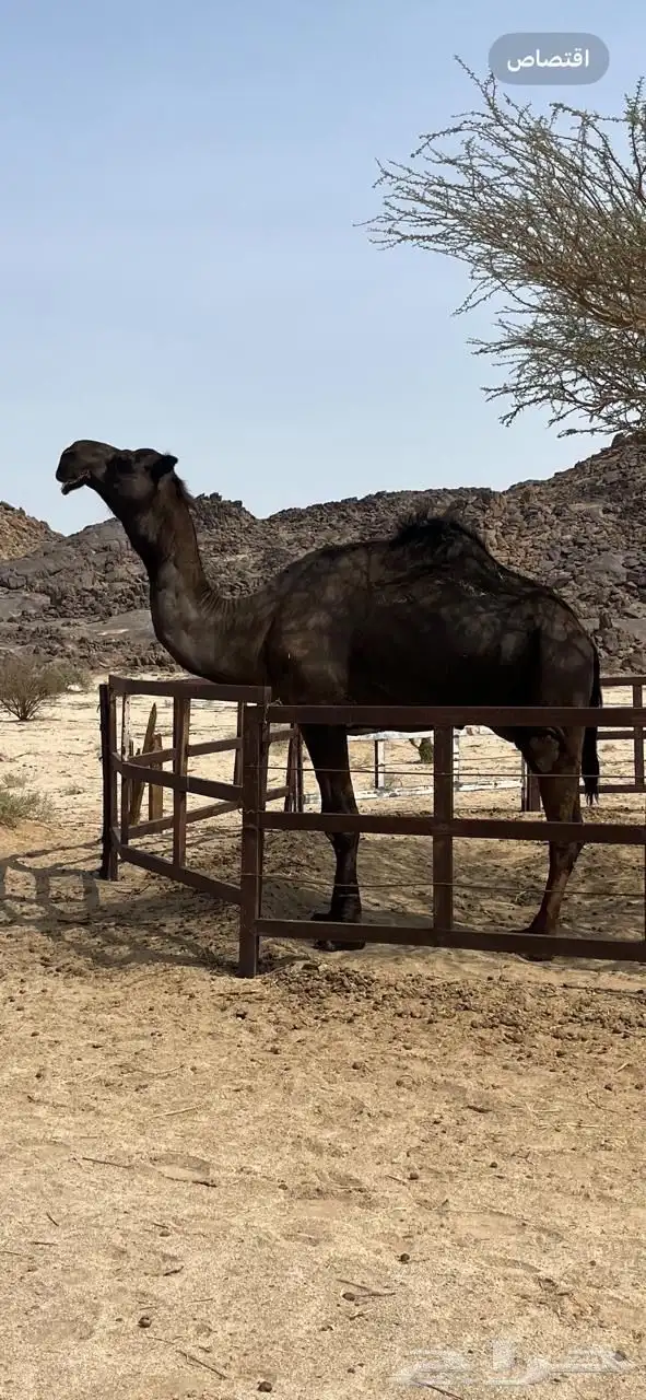 جمل للبيع 1
