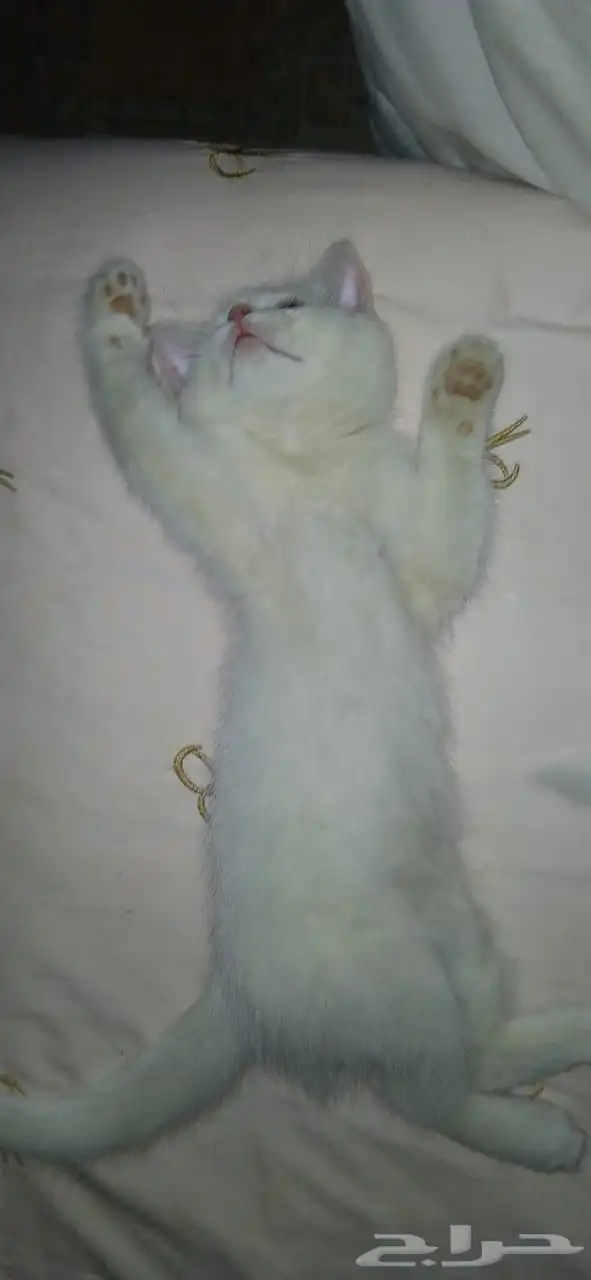 قطط للتبني 3 0