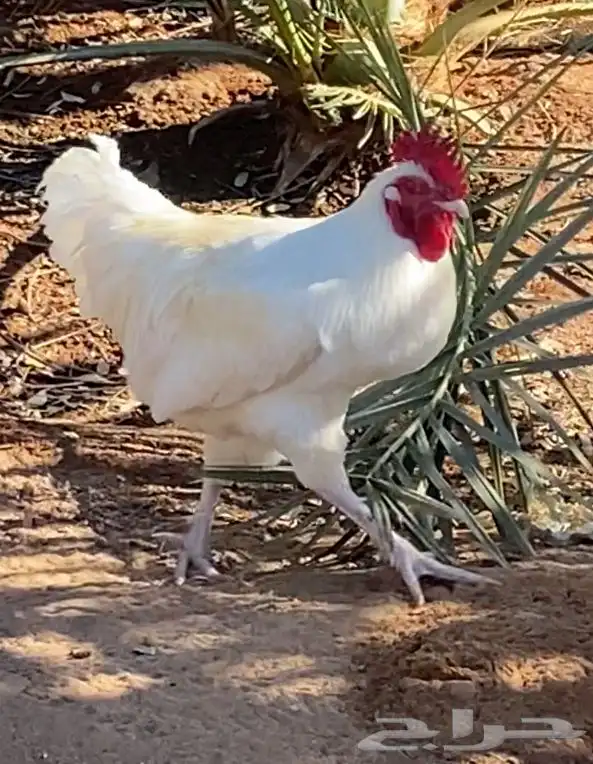 ديك تركي للبيع جميل 6 شهور 0