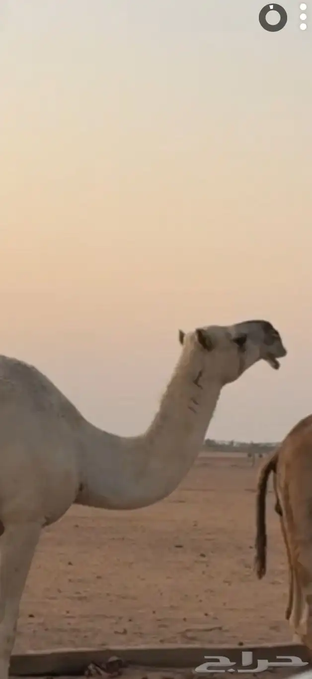 ناقه للبيع سديس 0