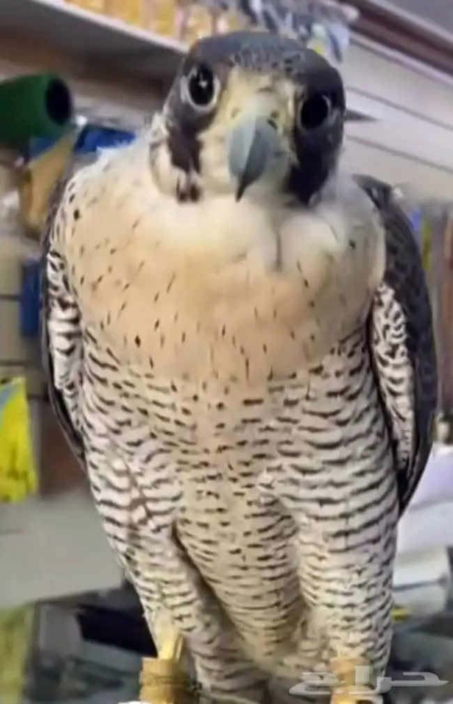 شيهانه مفقوده 0