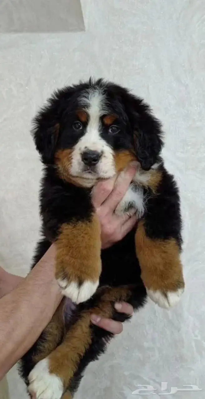 جراء بيرنيز ماونتن دوج استيراد روسيا 0