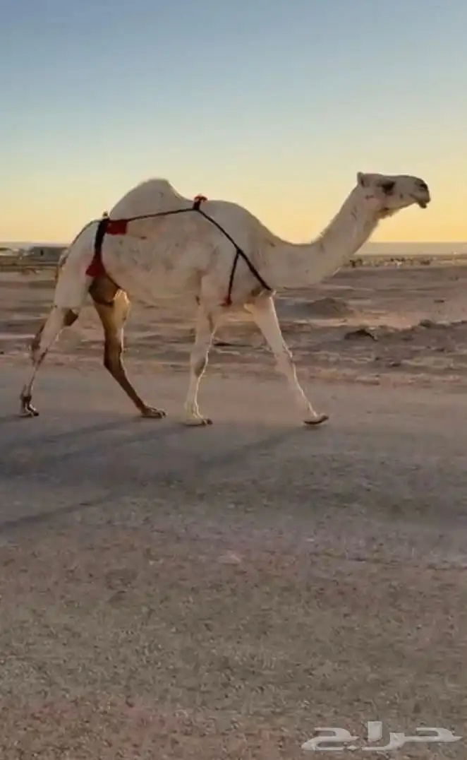 لقحة وضحاء للبيع 1