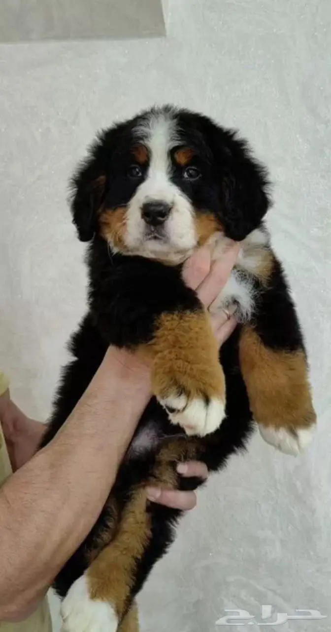 جراء بيرنيز ماونتن دوج استيراد روسيا 1