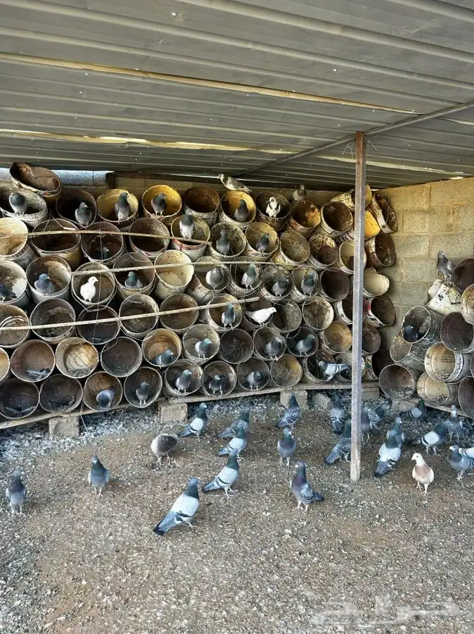 للبيع حمام 1