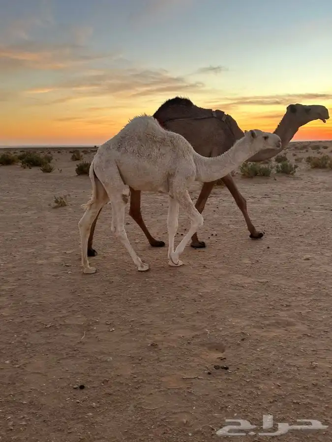 حاشي قعود أوضح 0
