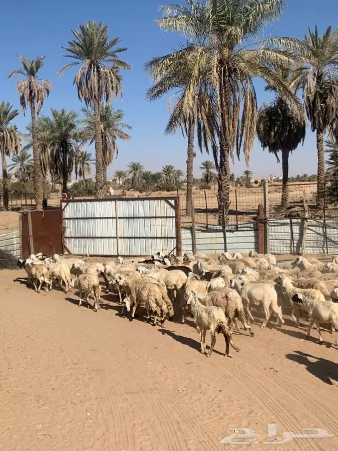 سواكن ابيض 9