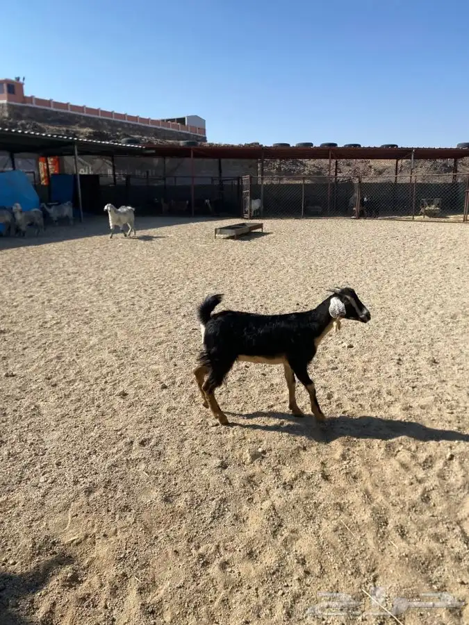 عناق حو عربية اصيل جذعه كفو 0