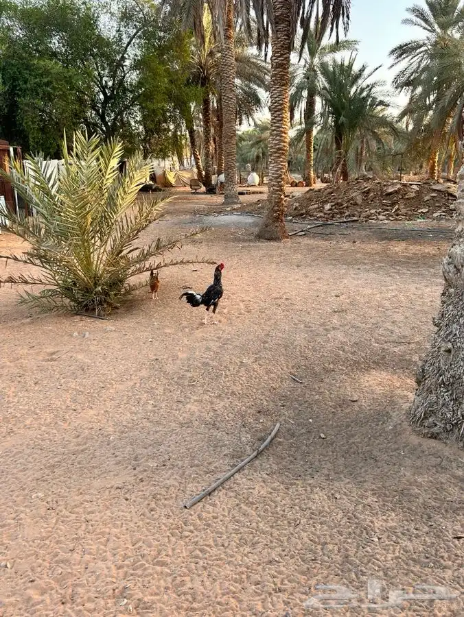 ديك فخم ونادر بالخرج 1