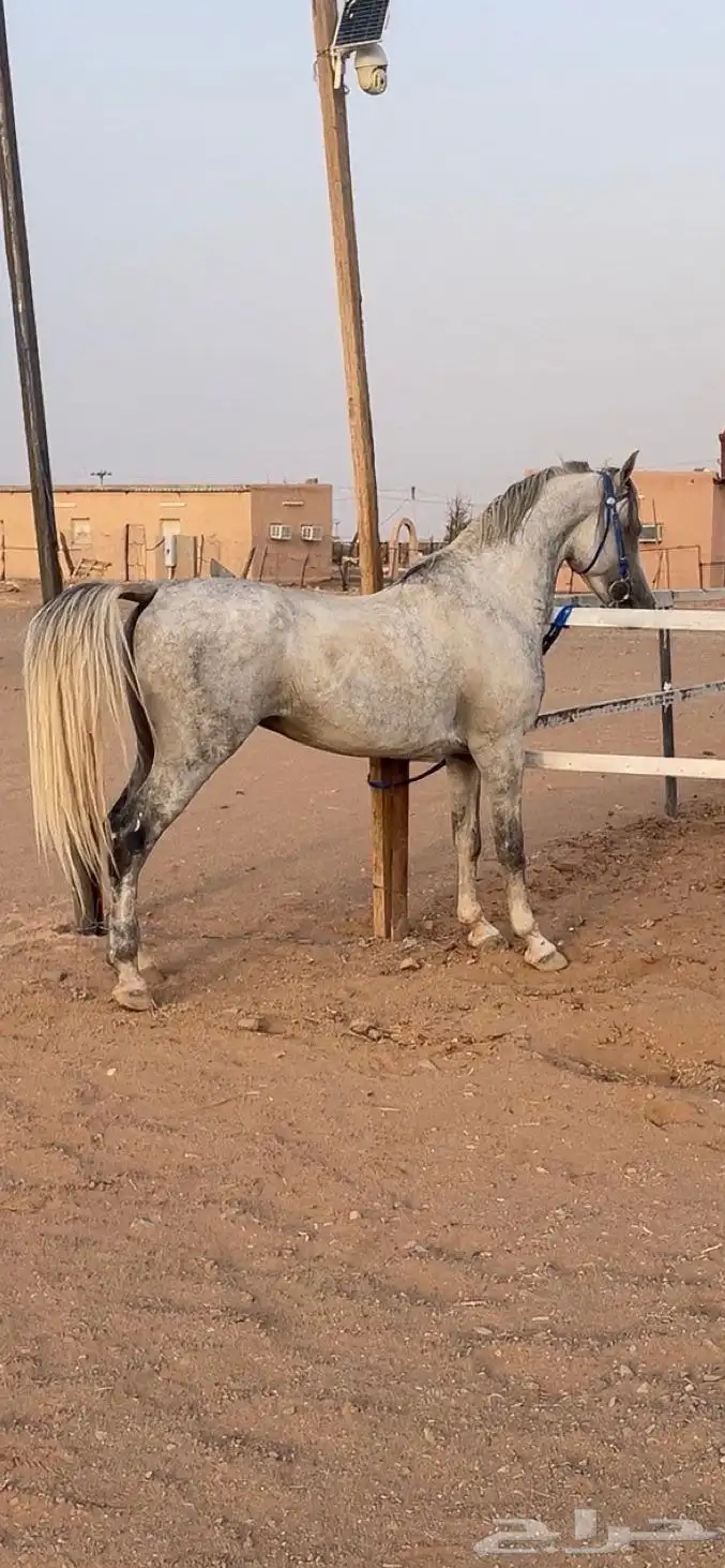 حصان جزيري شيخ 2