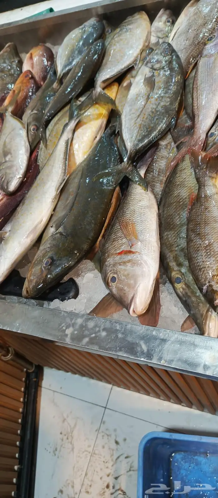 سمك البرك وعمق متواجد حاليا في محايل 11