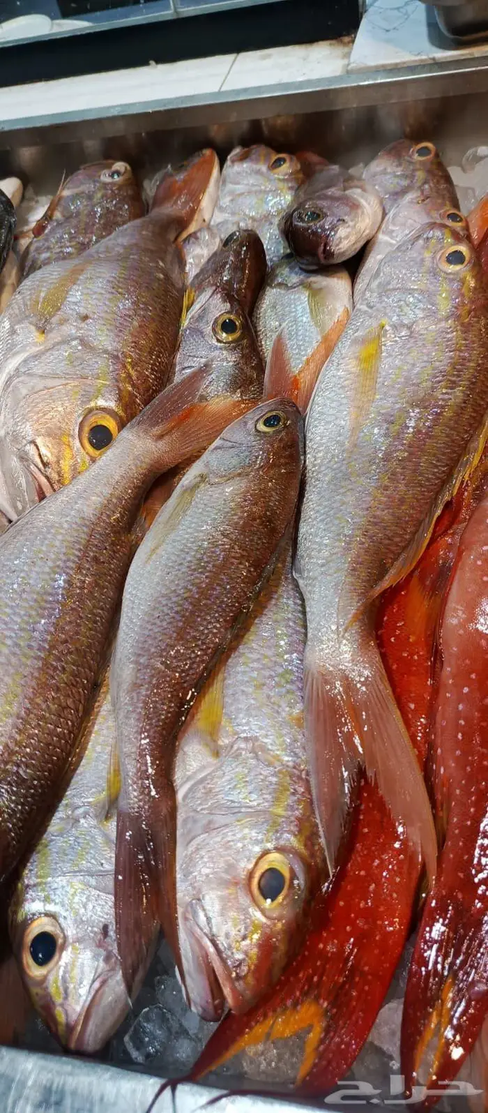 سمك البرك وعمق متواجد حاليا في محايل 2