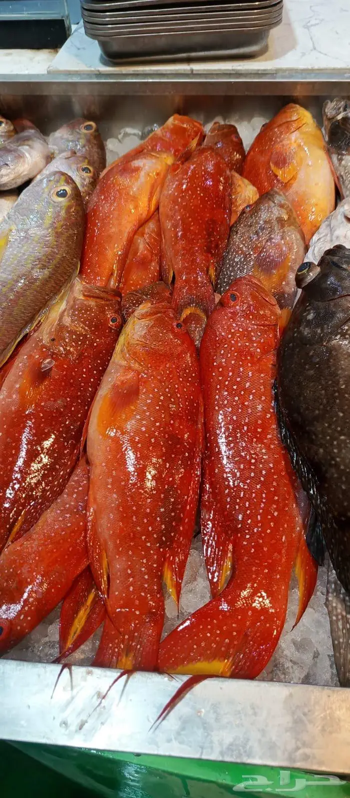 سمك البرك وعمق متواجد حاليا في محايل 0