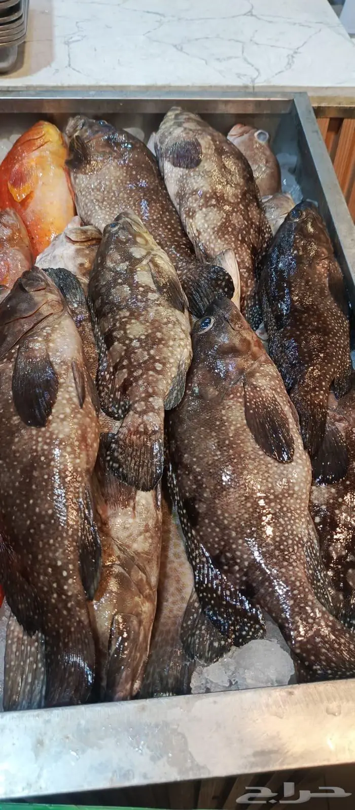 سمك البرك وعمق متواجد حاليا في محايل 13