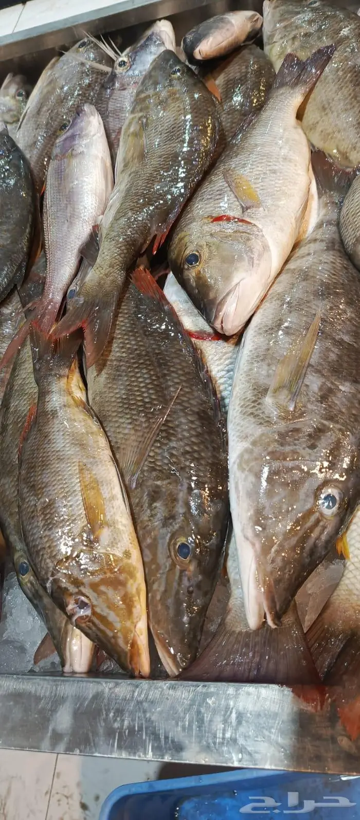 اسماك البرك وعمق توصيل أبهاء المطاعم والخميس 2