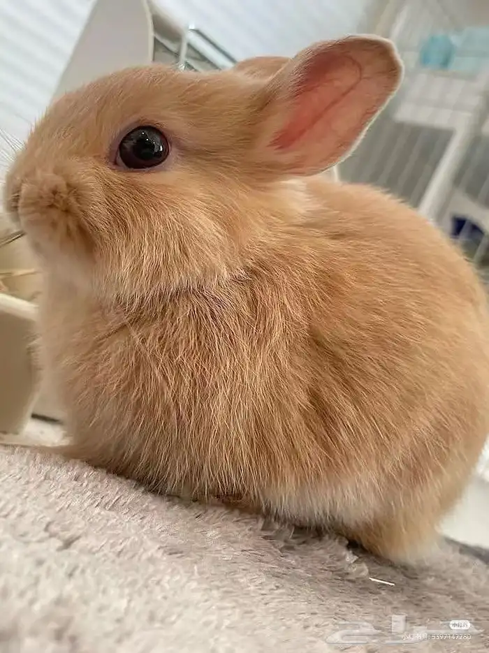 أرانب شانشلا كيوت 1