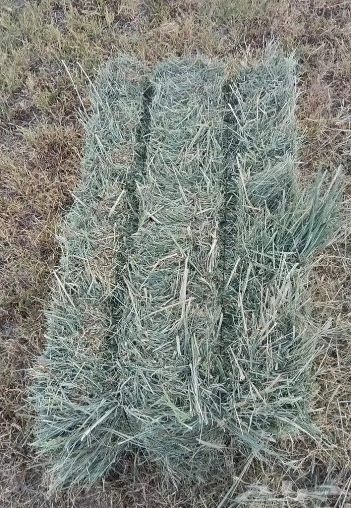 نوفر أجود أنواع الأعلاف  برسيم صافي 100 1