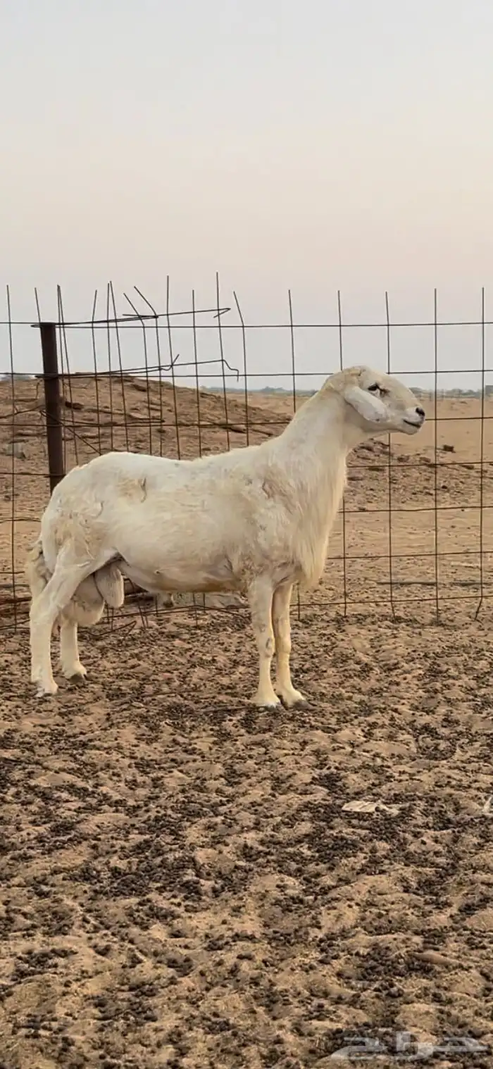 فحل حري مشروط 1