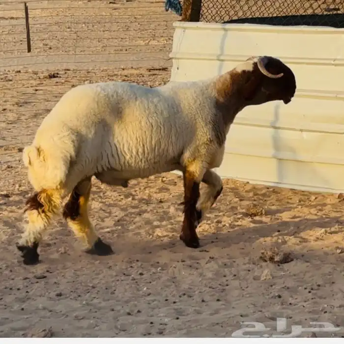 خروف فحل نعيمي صنف خصم 4